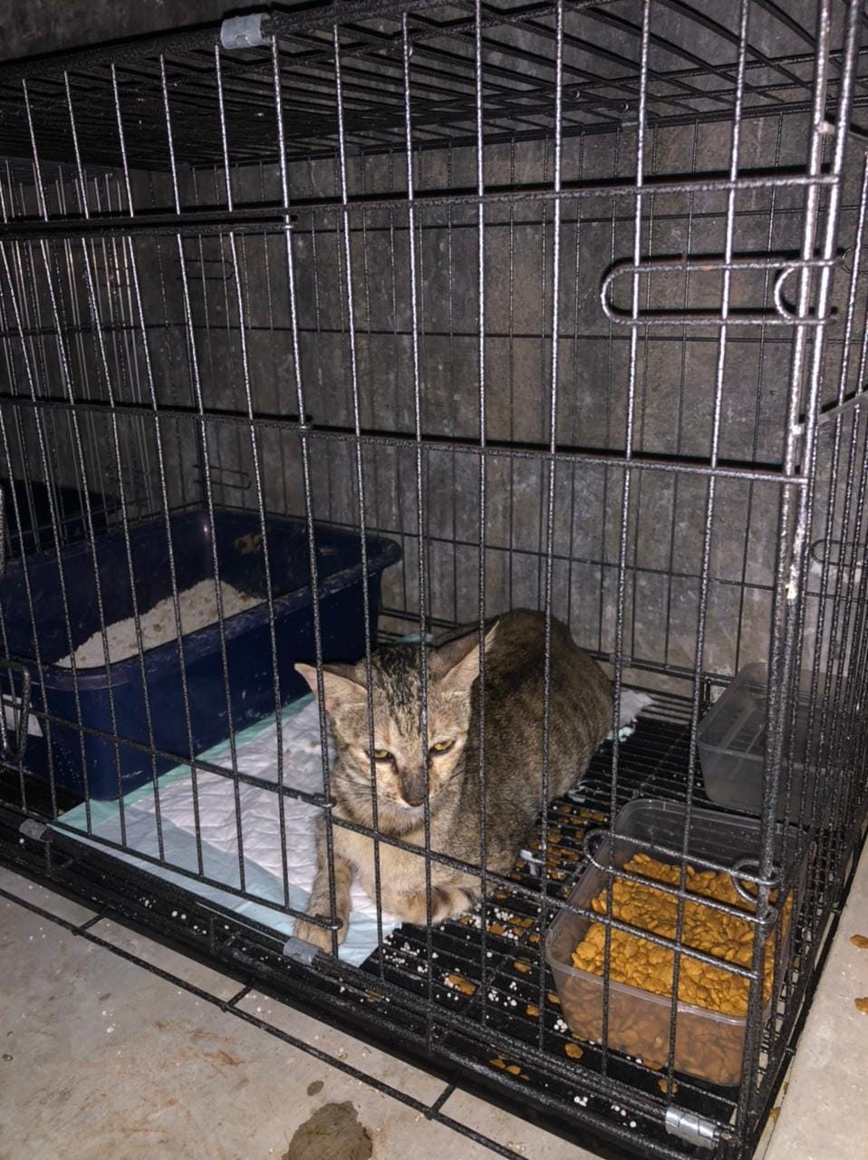 Para Animal Lovers Lakukan Sterilisasi Kucing Kampus USU