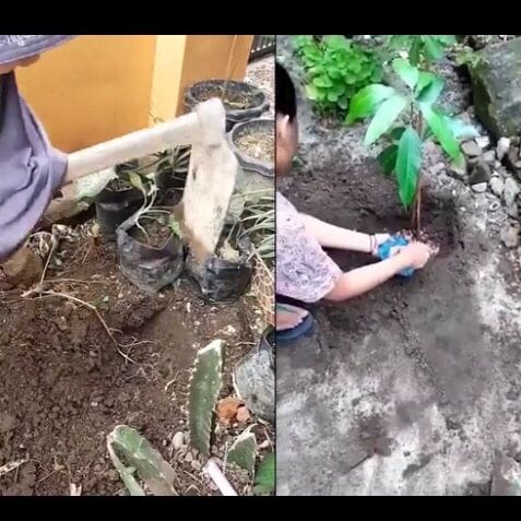 Mengusung Tema "GAHARU", PKKMB Fakultas Kehutanan Lakukan Gerakan Menanam Pohon