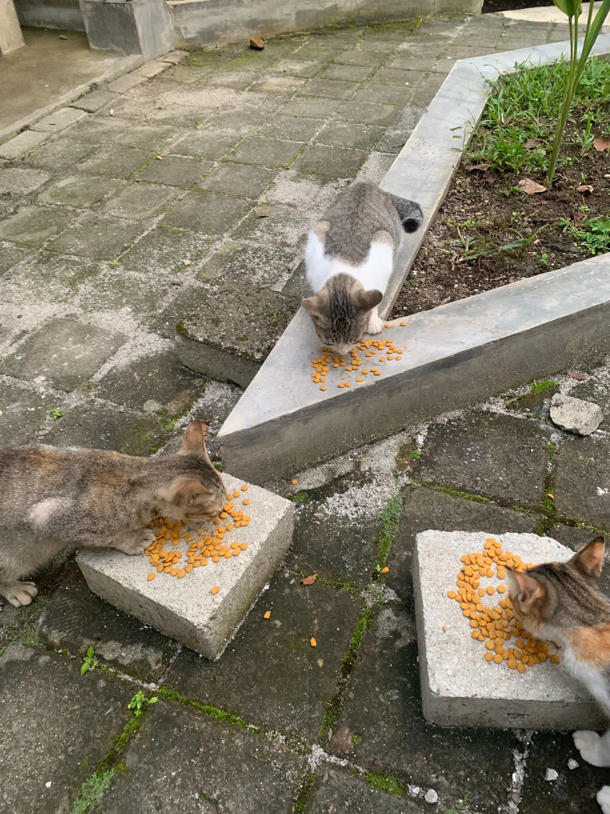 Komunitas Kucing Kampus USU Lakukan Street Feeding di Berbagai Fakultas