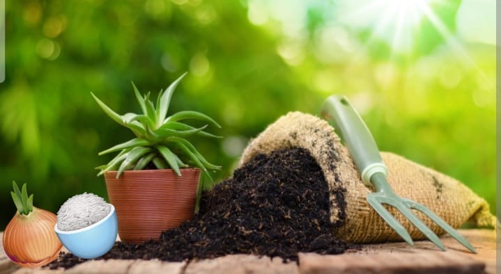 Jangan Dibuang! Limbah Dapur ini Ternyata Bisa Bikin Tanamanmu Subur